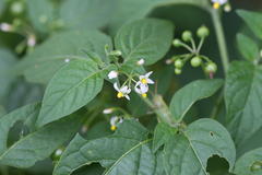 Solanum nigrum